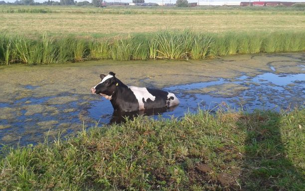 210716 Koe in de sloot 01 (Kopie) (Kopie)