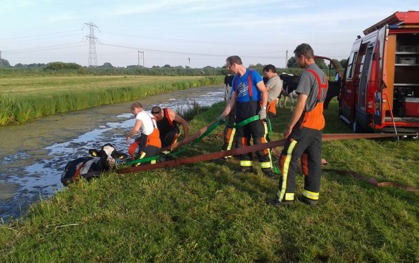 210716 Koe in de sloot 04 (Kopie) (Kopie)