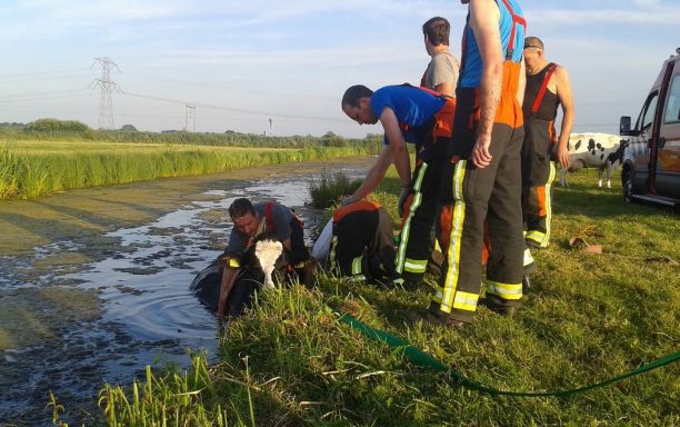 210716 Koe in de sloot 06 (Kopie) (Kopie)