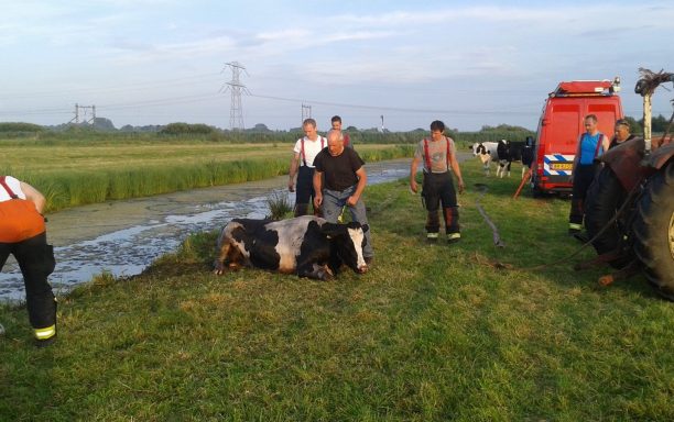 210716 Koe in de sloot 16 (Kopie) (Kopie)