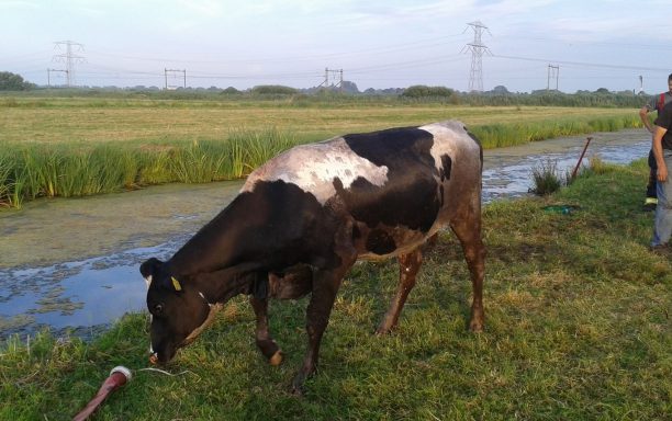 210716 Koe in de sloot 17 (Kopie) (Kopie)